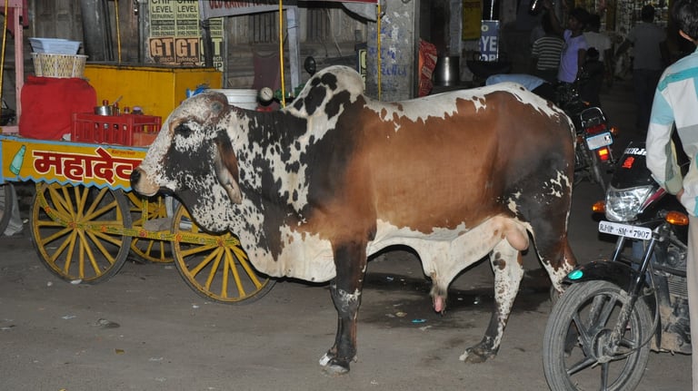 oxen in the streets of Pushkar , Rajasthan, India
