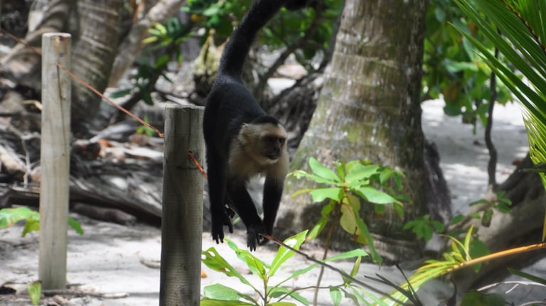 monkey at Manuel Antonio National Park, Puntarenas, Costa Rica