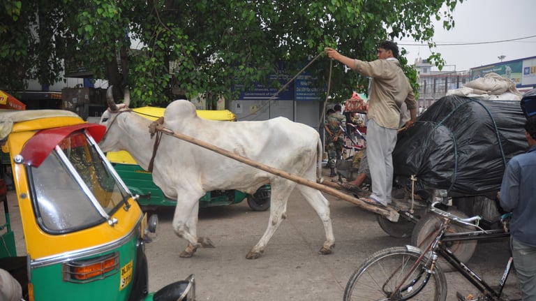 oxen pulling cart, Delhi, India