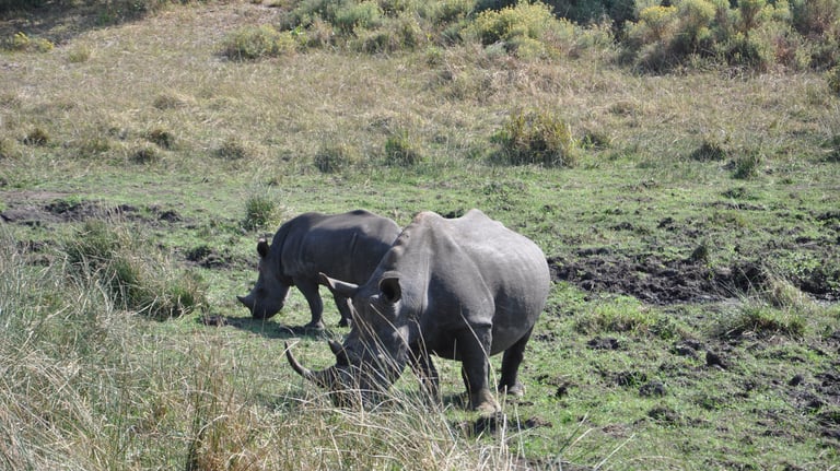 rino in the Isimangaliso wetland park, St Lucia, South Africa