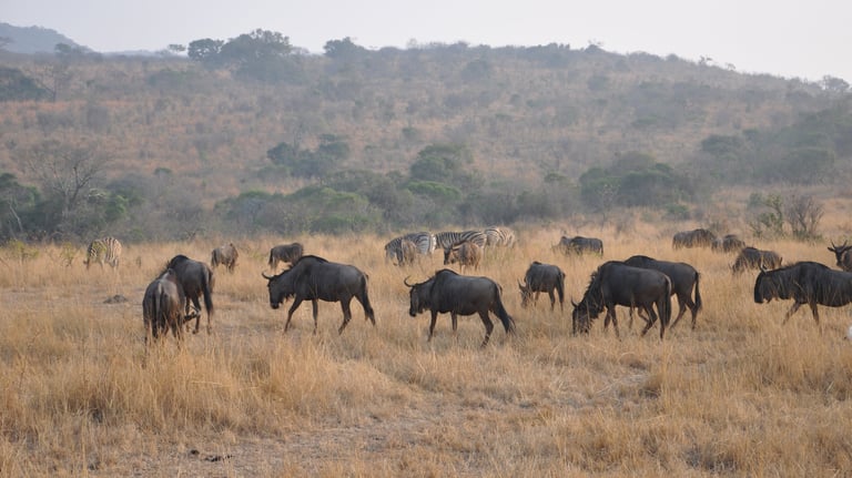 wildebeest in the Hluhluwe and Umfolozi game park, South Africa