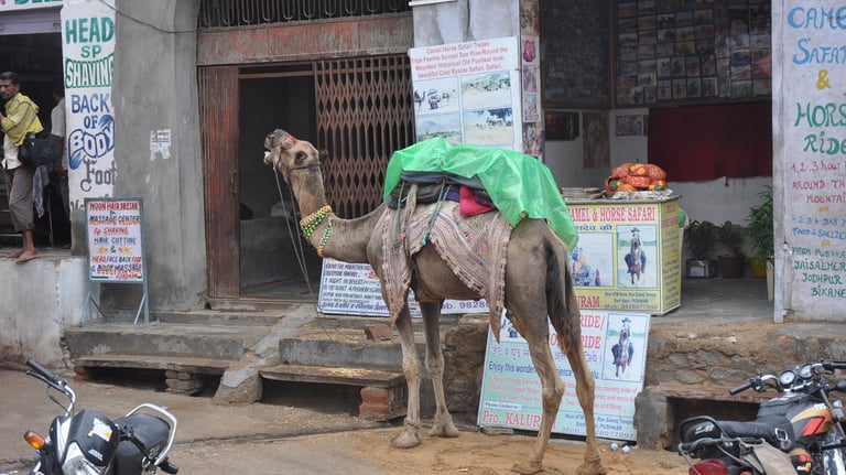 camel in Pushkar, Rajasthan, India
