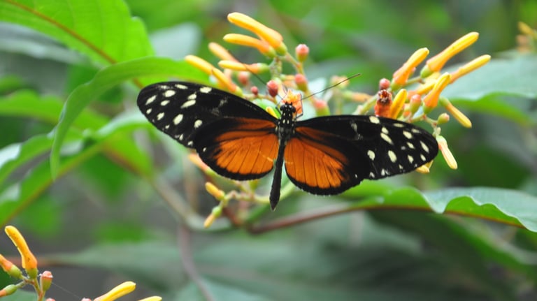 Butterflies at the La Paz Waterfall Garden and Nature Park, Costa Rica