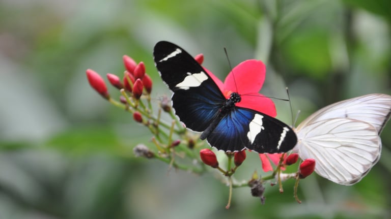 Butterflies at the La Paz Waterfall Garden and Nature Park, Costa Rica