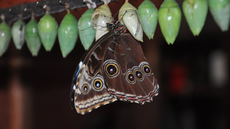 Butterflies at the La Paz Waterfall Garden and Nature Park, Costa Rica