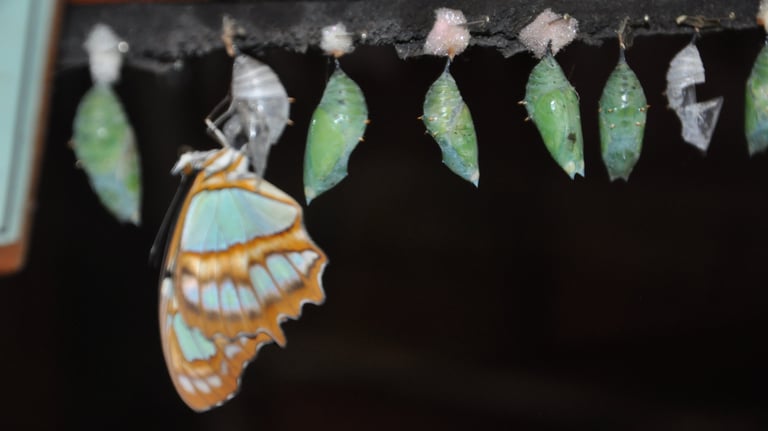 Butterflies at the La Paz Waterfall Garden and Nature Park, Costa Rica