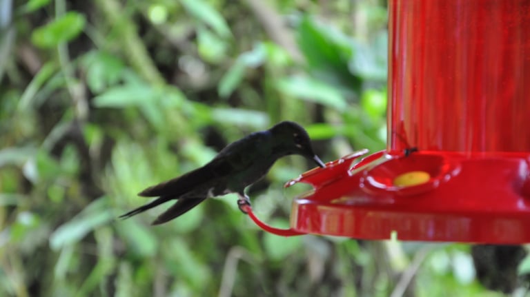 Humming Birds at the La Paz Waterfall Garden and Nature Park, Costa Rica