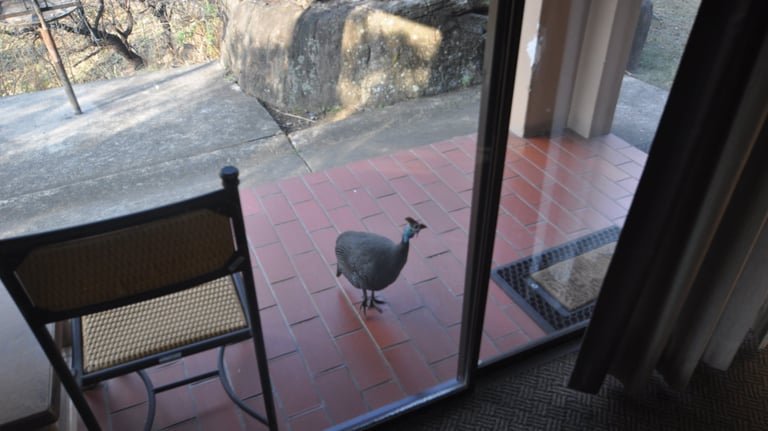 Guineafowl, Thendele Upper Camp, Drakensberg Amphitheatre, South Africa