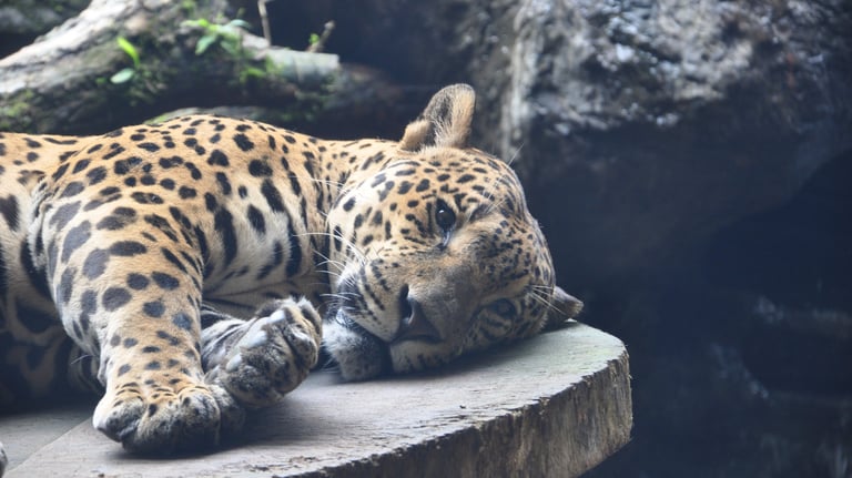 Jaguar at the La Paz Waterfall Garden and Nature Park, Costa Rica