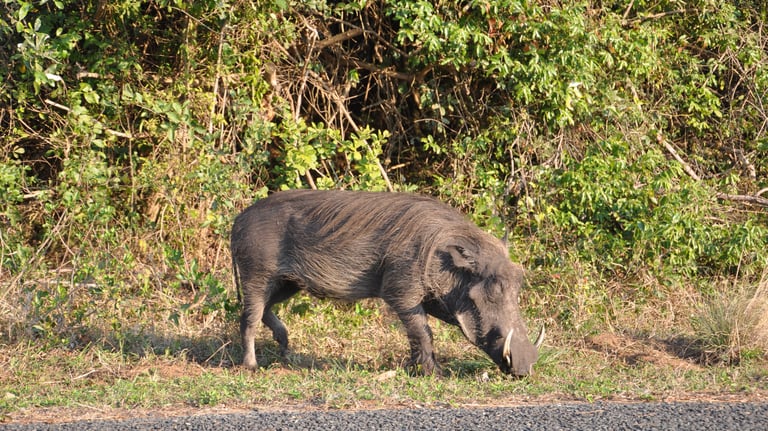 wild boar in the Isimangaliso wetland park, St Lucia, South Africa