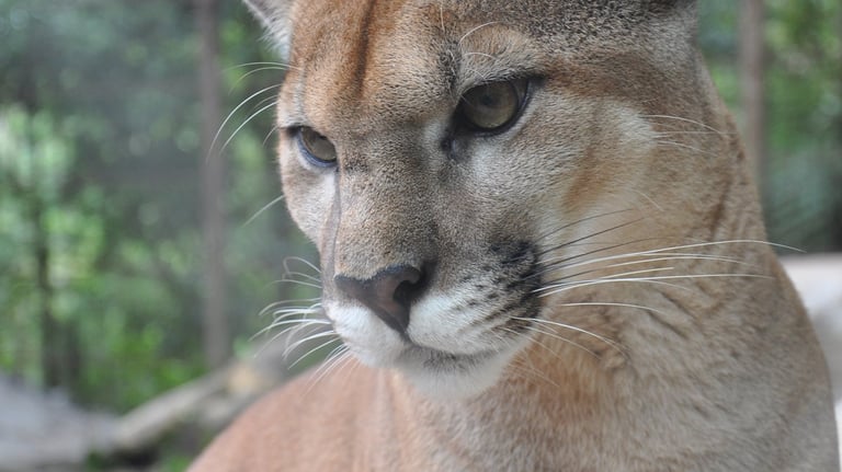 puma at the La Paz Waterfall Garden and Nature Park, Costa Rica