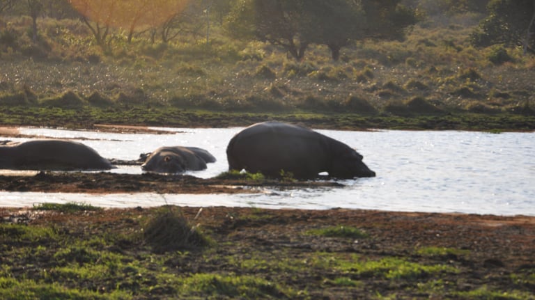 Hippos at the Isimangaliso wetland park, St Lucia, South Africa