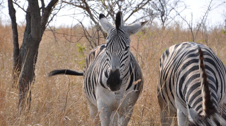 Zebra in the Hluhluwe and Umfolozi game park, South Africa