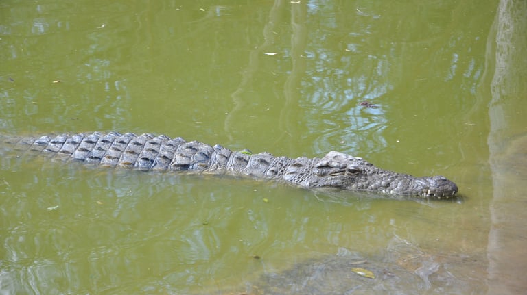 crocodiles in the estuary at estuary beach, St Lucia, South Africa