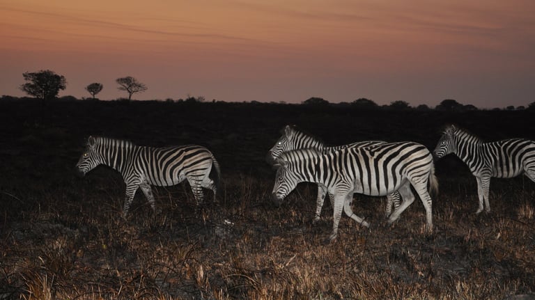 zebras in south africa