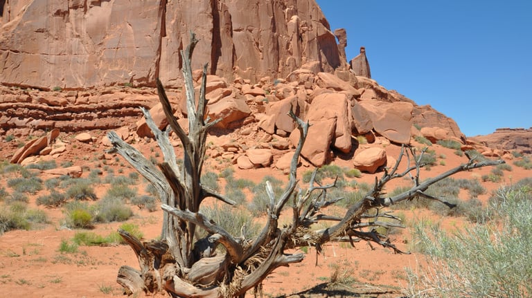 cactus in arches national park
