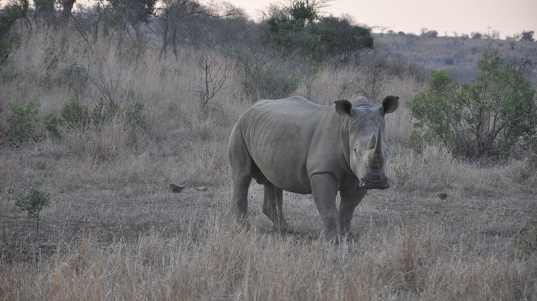 Rhino in the Hluhluwe and Umfolozi game park, South Africa