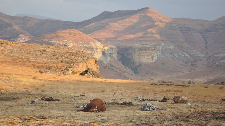 Vulture feeding project, Golden Gate Highlands National Park, South Africa