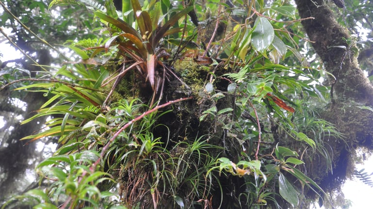 Monteverde Cloud Forest Reserve, Costa Rica