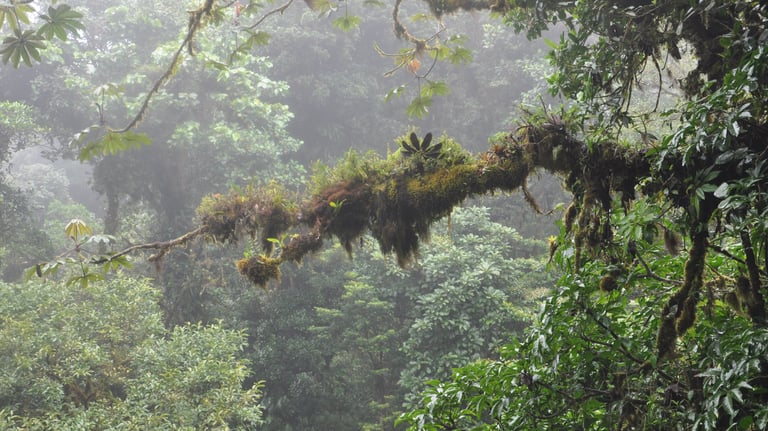 Monteverde Cloud Forest Reserve, Costa Rica