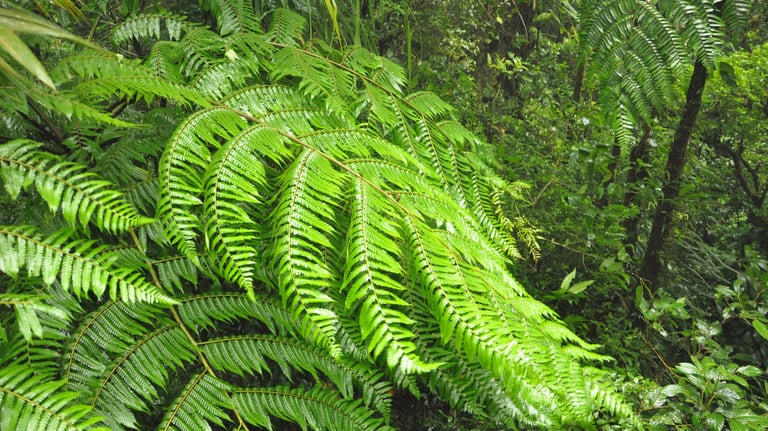 Monteverde Cloud Forest Reserve, Costa Rica