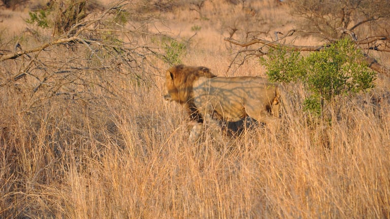 Male lion in the Hluhluwe and Umfolozi game park, South Africa