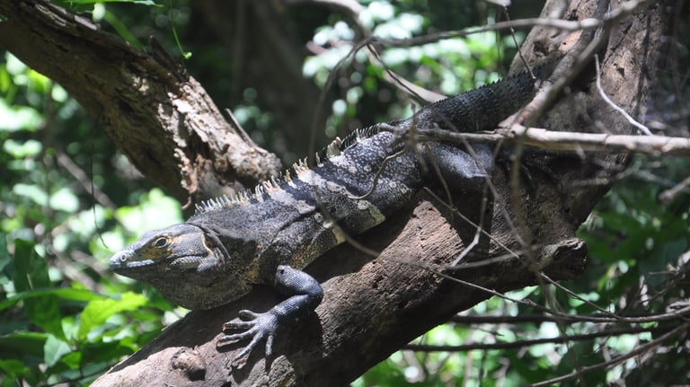 Lizard at Barra Honda National Park, Costa Rica