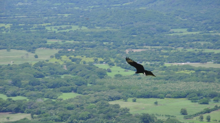Raptors at Barra Honda National Park, Costa Rica
