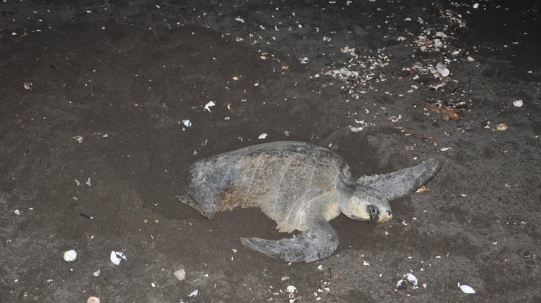 Turtle laying her eggs on Ostinal Beach, Guancastle, Costa Rica