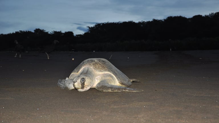 Turtle returning to the sea on Ostinal Beach, Guancastle, Costa Rica