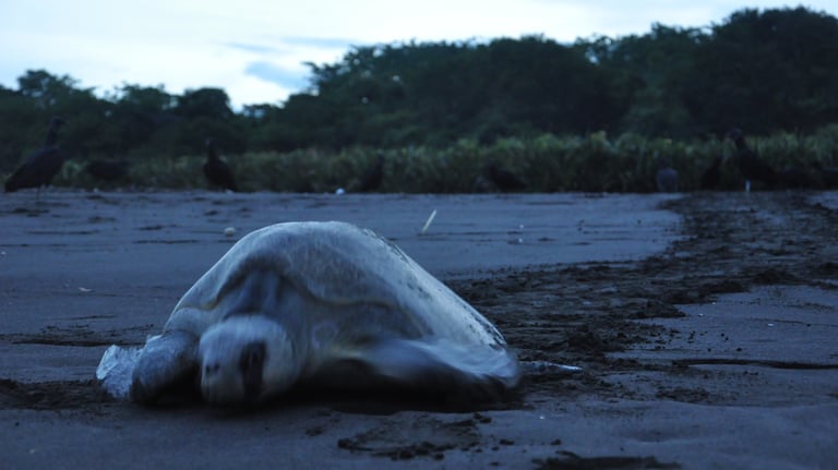 Turtle returning to the sea on Ostinal Beach, Guancastle, Costa Rica