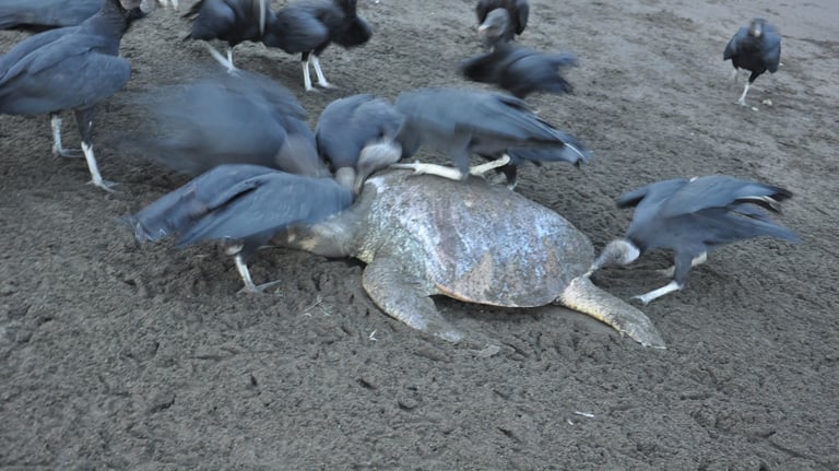 Turtle that didnt make it, killed by vultures on Ostinal Beach, Guancastle, Costa Rica