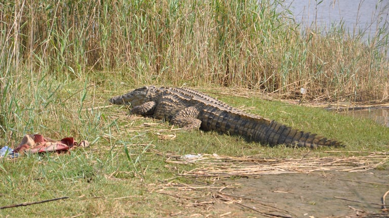 crocodiles at estuary beach, St Lucia, South Africa