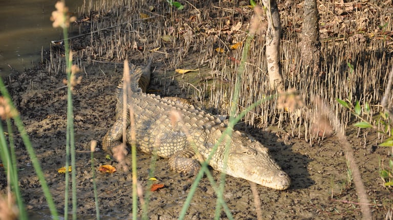 crocodiles at estuary beach, St Lucia, South Africa