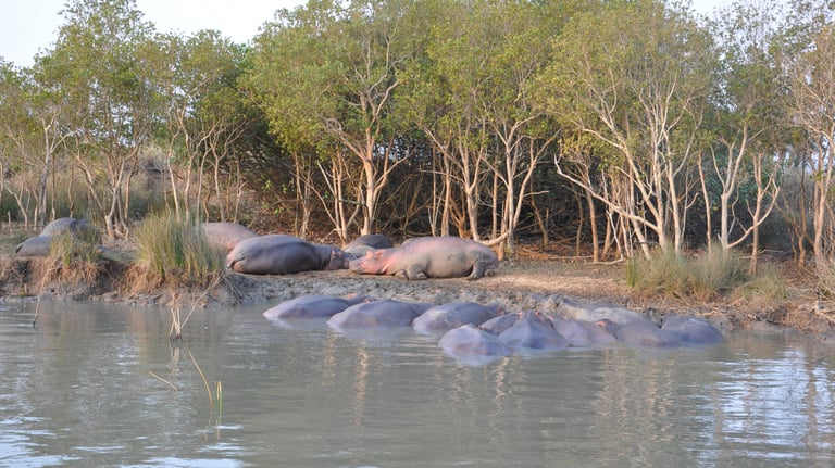 Hippos in the St Lucia Estuary, isimangaliso, South Africa