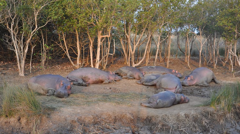 Hippos in the St Lucia Estuary, isimangaliso, South Africa