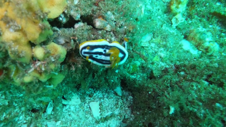 nudibranch, sodwana bay, South Africa