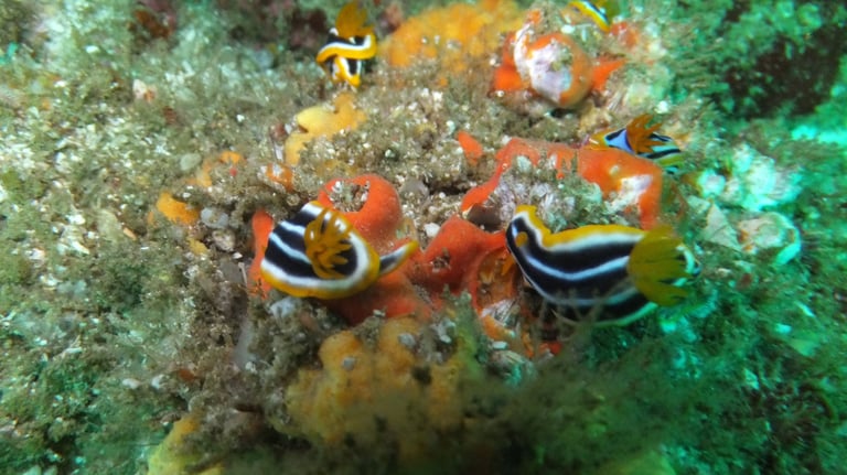 nudibranch, sodwana bay, South Africa