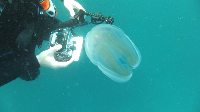 jelly fish, sodwana bay, South Africa
