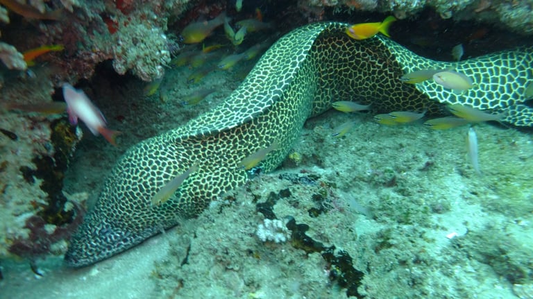 Moral eel, sodwana bay, South Africa