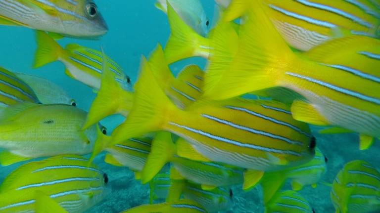large shoal of fish, sodwana bay, South Africa