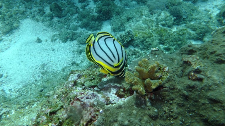 butterfly fish, sodwana bay, South Africa