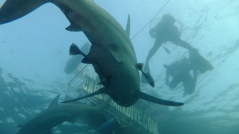 Oceanic black tips on a baited shark dive, Aliwal Shoal, Umkomaas, South Africa