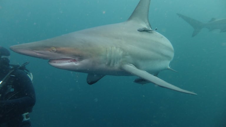 Oceanic black tips on a baited shark dive, Aliwal Shoal, Umkomaas, South Africa