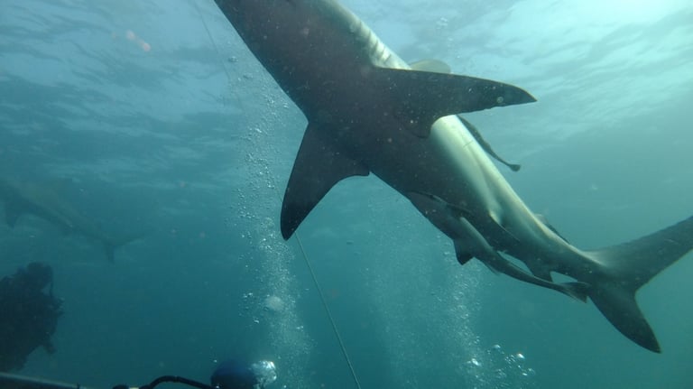 Oceanic black tips on a baited shark dive, Aliwal Shoal, Umkomaas, South Africa