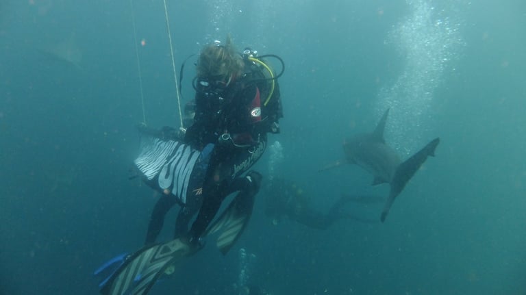 Oceanic black tips on a baited shark dive, Aliwal Shoal, Umkomaas, South Africa