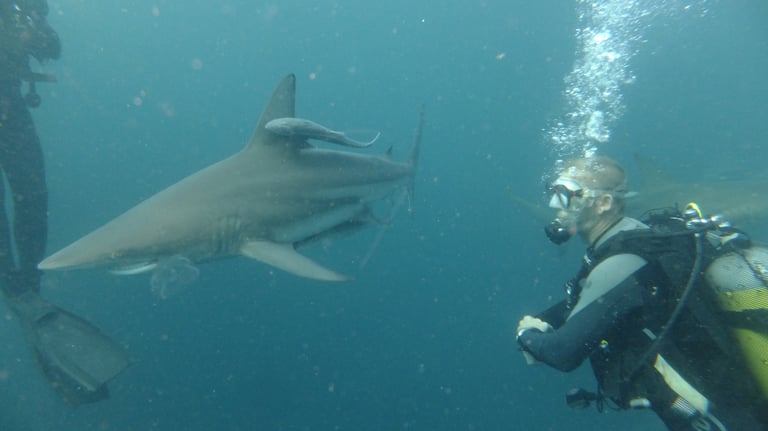 nick billington with Oceanic black tips on a baited shark dive, Aliwal Shoal, Umkomaas, South Africa