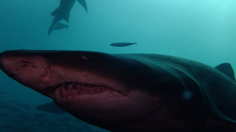 Raggy tooth shark, Aliwal shoal, South Africa