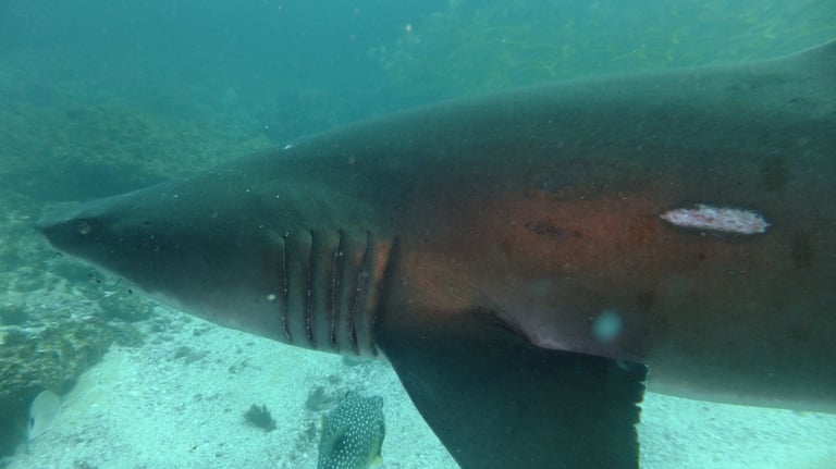 Ragged tooth Shark, Aliwal Shoal, Umkomaas, South Africa