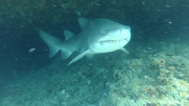 Ragged tooth Shark, Aliwal Shoal, Umkomaas, South Africa